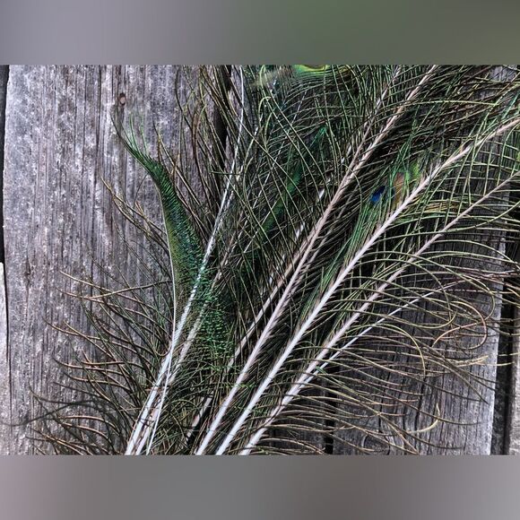 AUTHENTIC Peacock Feathers - Picture 7 of 14